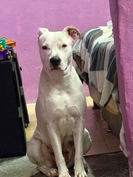 Mixed Breed