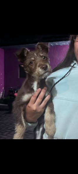 Mixed Breed