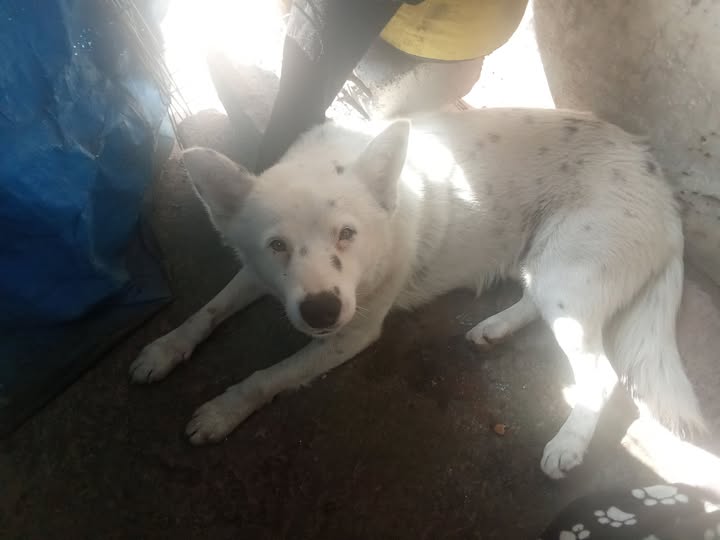 Mixed Breed