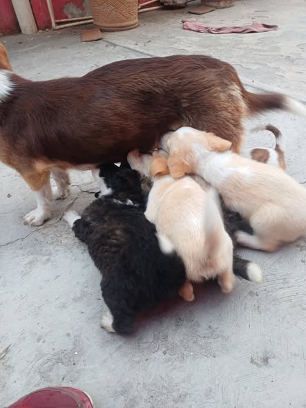 Dog for adoption