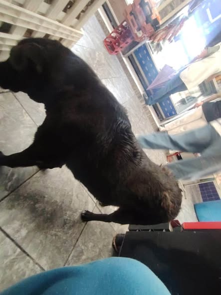 Perro en adopción