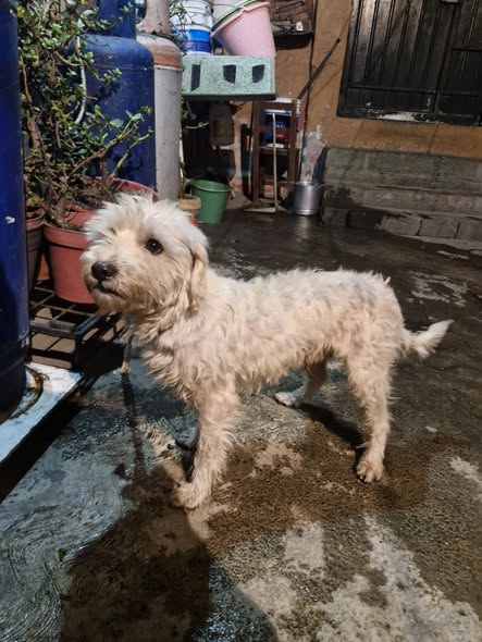 Dog for adoption