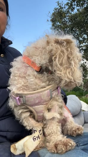 Perro en adopción