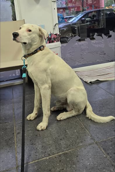 Perro en adopción
