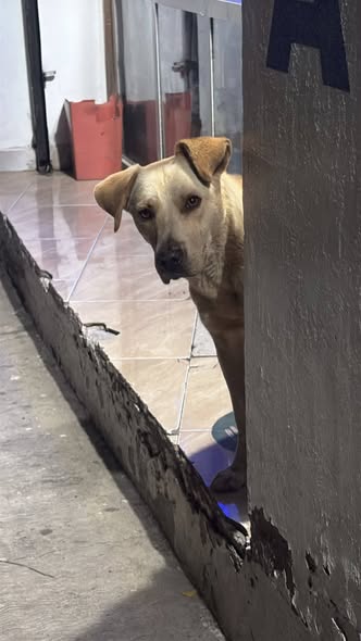 Perro en adopción