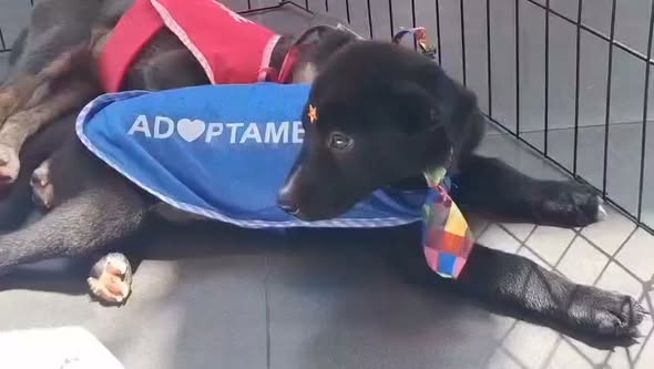 Perro en adopción