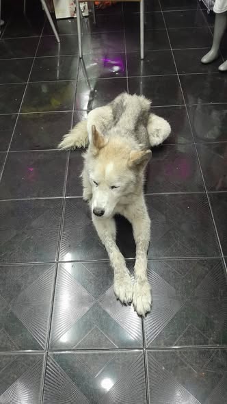 Dog for adoption
