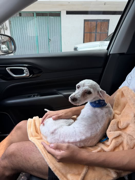 Perro en adopción