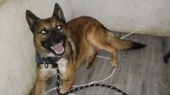 Perro en adopción