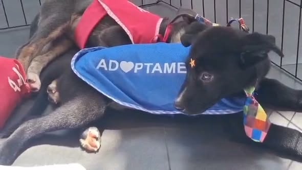 Perro en adopción