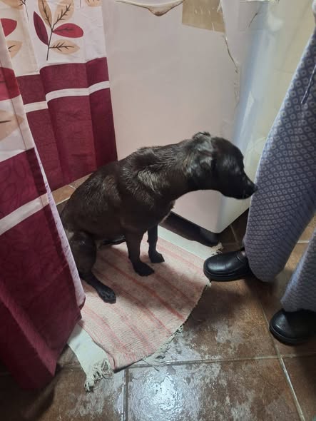 Perro en adopción