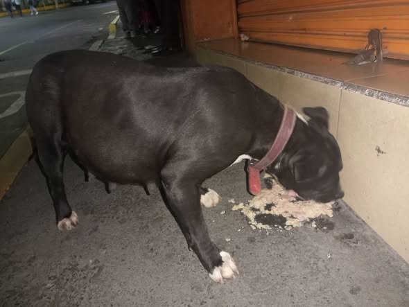 Dog for adoption