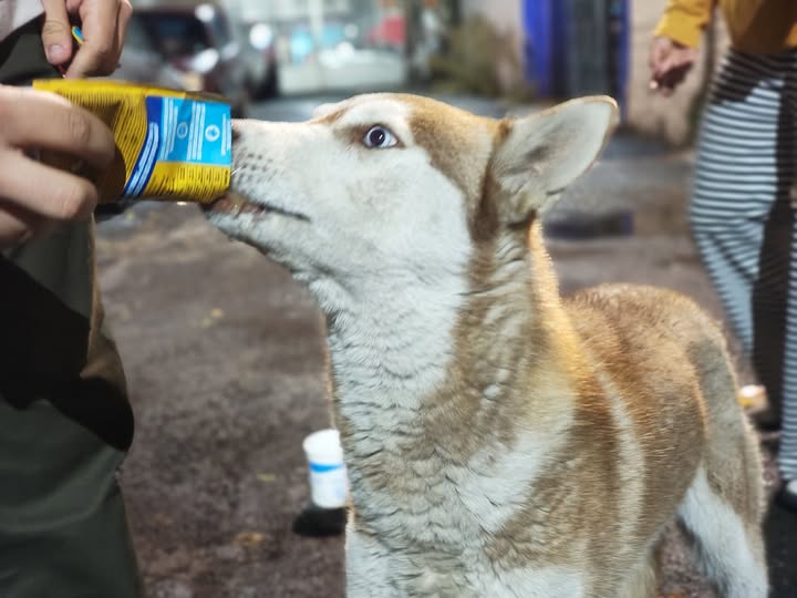 Perro en adopción