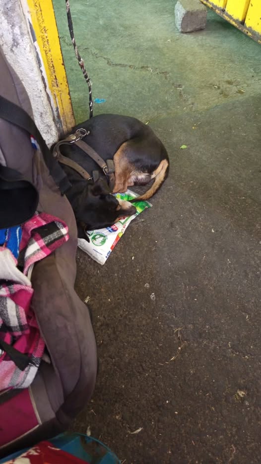 Perro en adopción