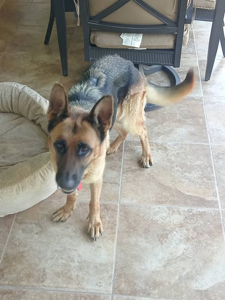 Perro en adopción