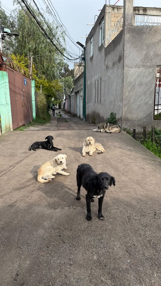 Dog for adoption
