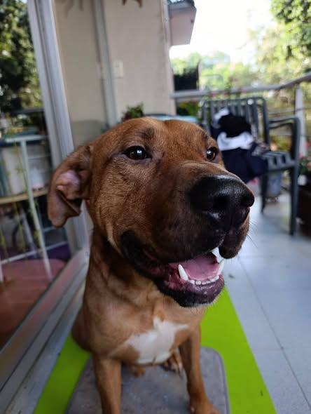Dog for adoption