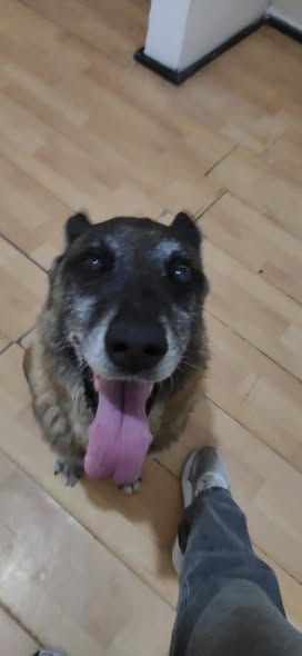 Dog for adoption