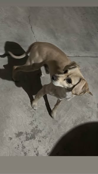 Dog for adoption