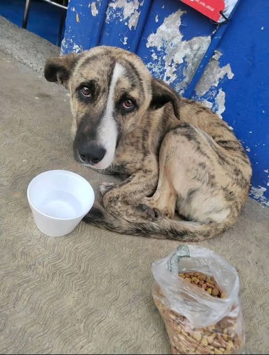 Perro en adopción