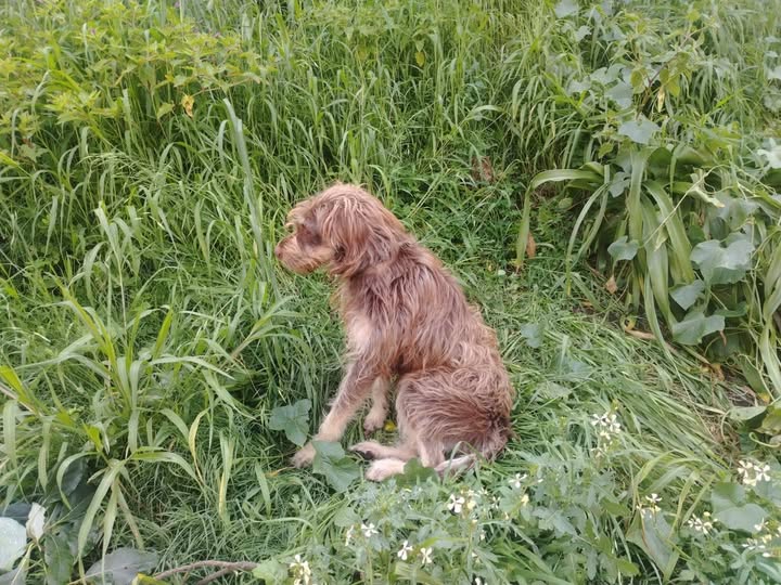 Perro en adopción