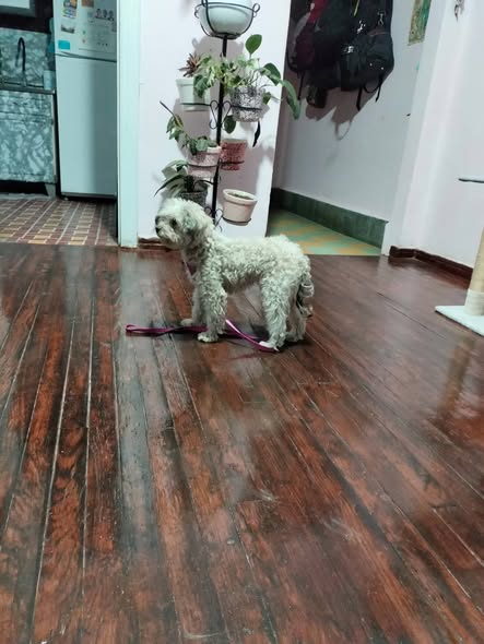 Perro en adopción