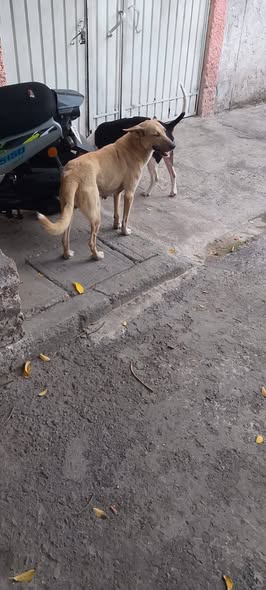 Perro en adopción