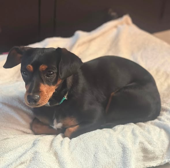 Perro en adopción