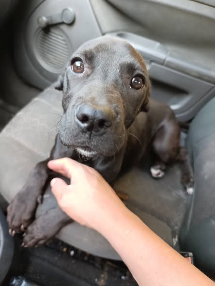 Perro en adopción