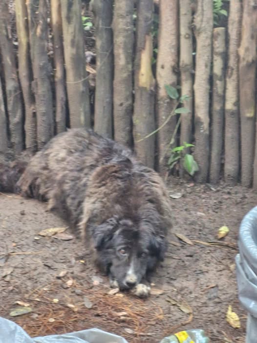 Perro en adopción
