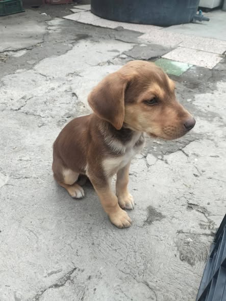 Perro en adopción