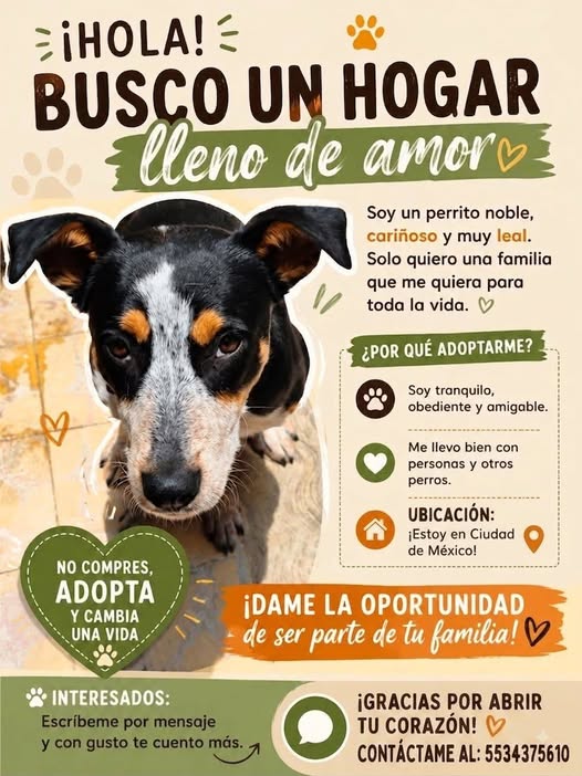 Perro en adopción
