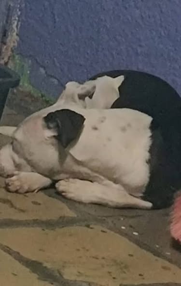 Dog for adoption