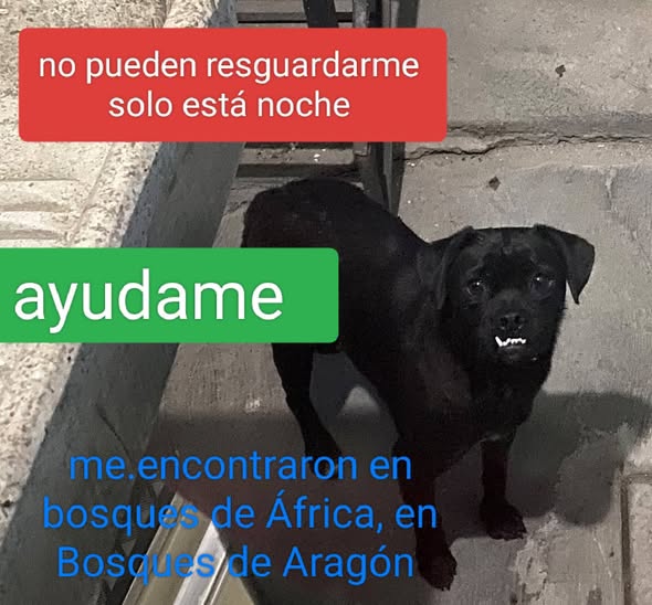 Perro en adopción