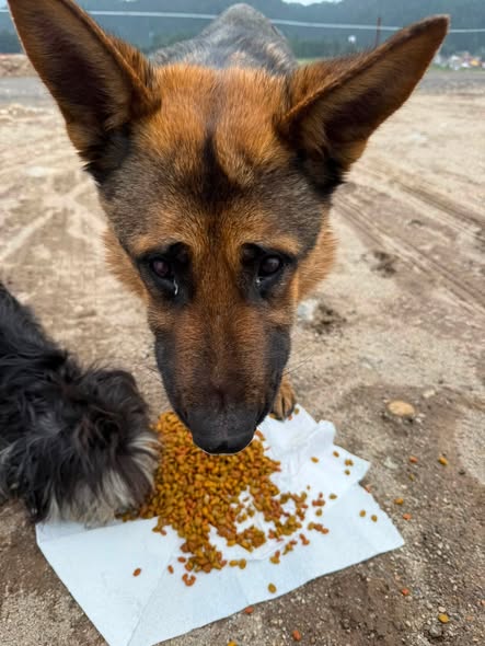 Dog for adoption