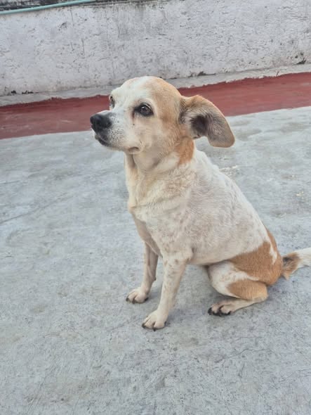 Perro en adopción