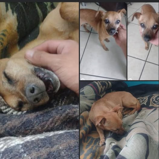 Perro en adopción