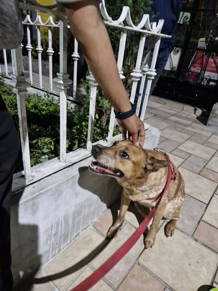 Dog for adoption