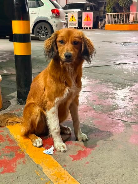 Dog for adoption