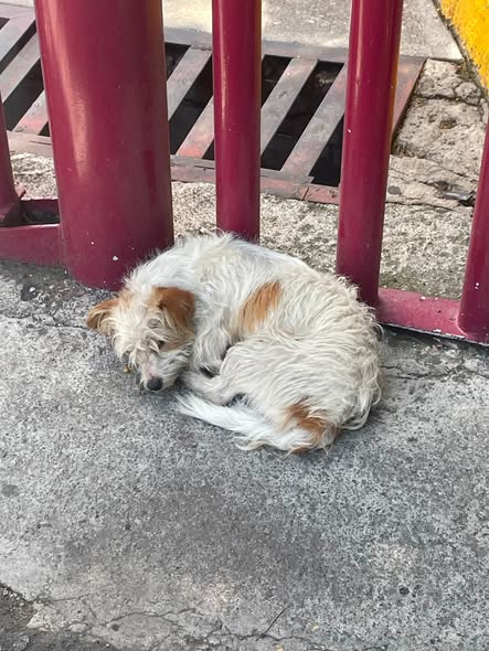 Dog for adoption