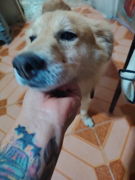 Perro en adopción