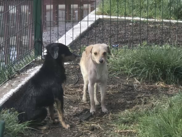 Dog for adoption