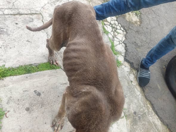 Perro en adopción
