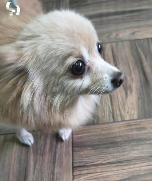 Dog for adoption