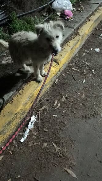 Dog for adoption