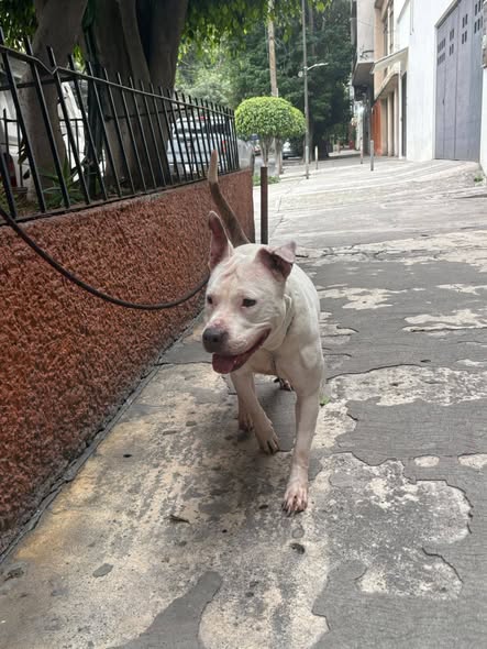 Dog for adoption