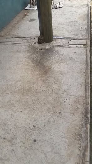 Perro en adopción