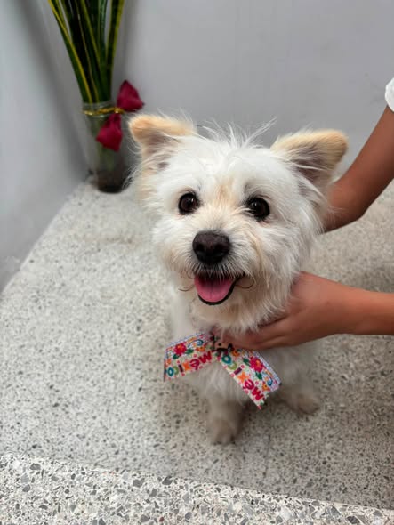 Perro en adopción