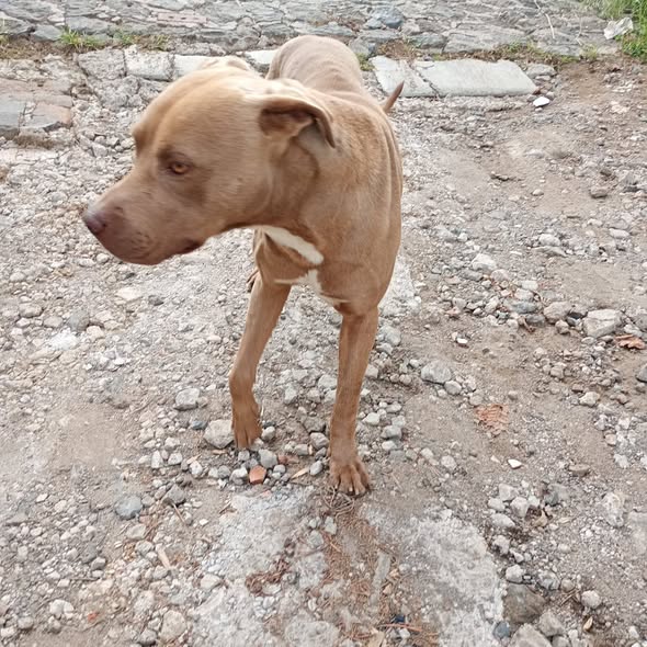 Perro en adopción