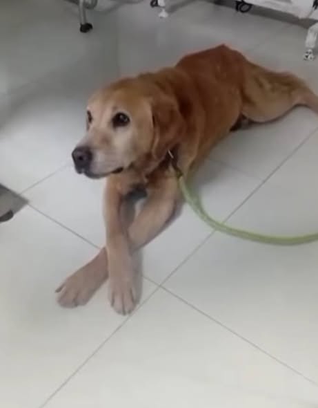 Dog for adoption